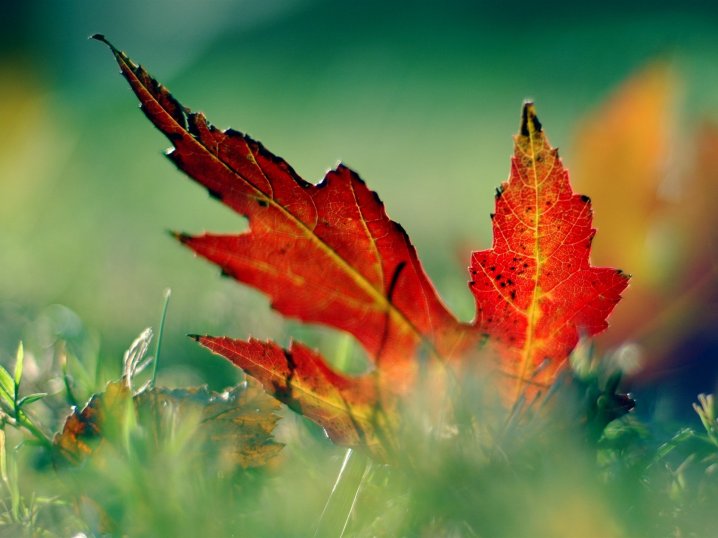 осенний лист, осенние листья, осенние листья пазл онлайн