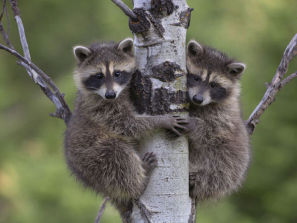 Small raccoons. online puzzle