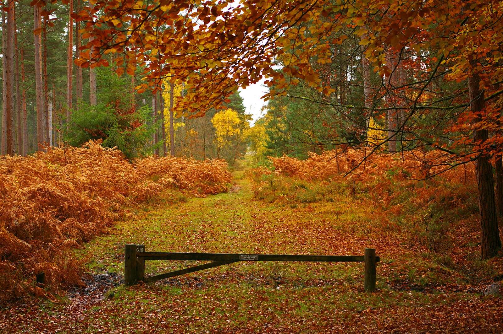 autumn landscape online puzzle