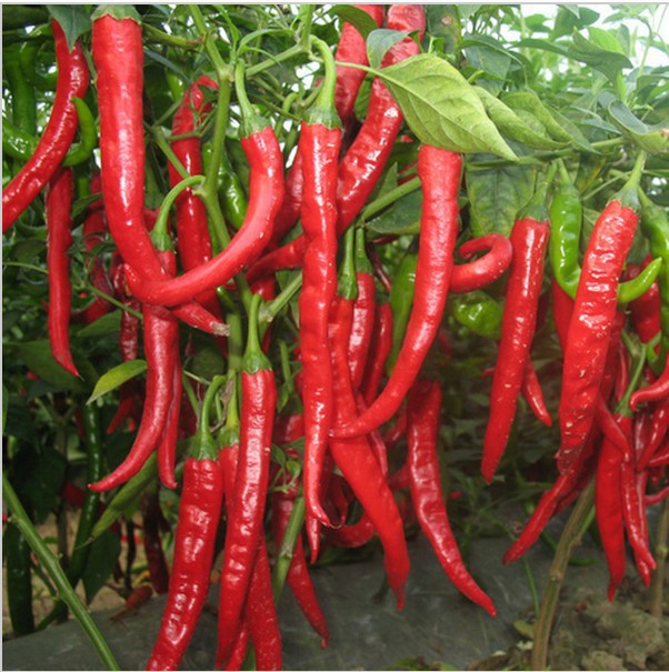 Red peppers. online puzzle
