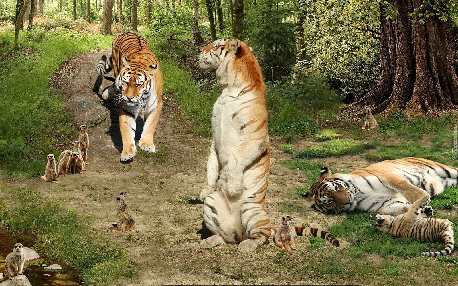 тигри. онлайн пазл