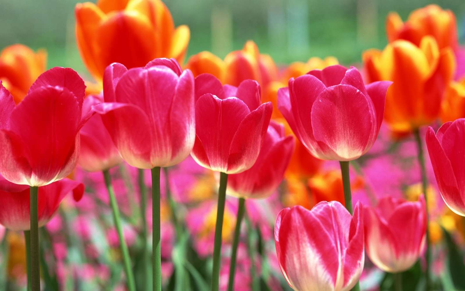 tulips online puzzle