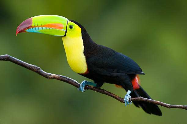 Ουράνιο τόξο toucan. παζλ online