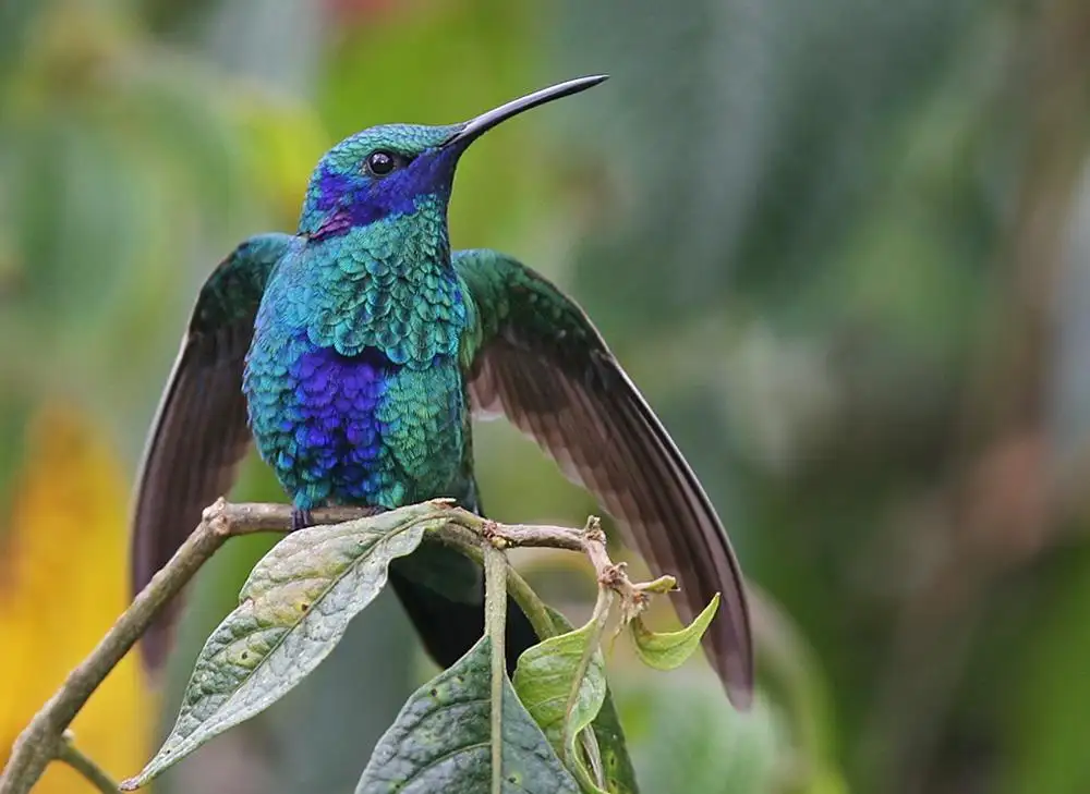 Kolibri auf einer Niederlassun - Online-Puzzle