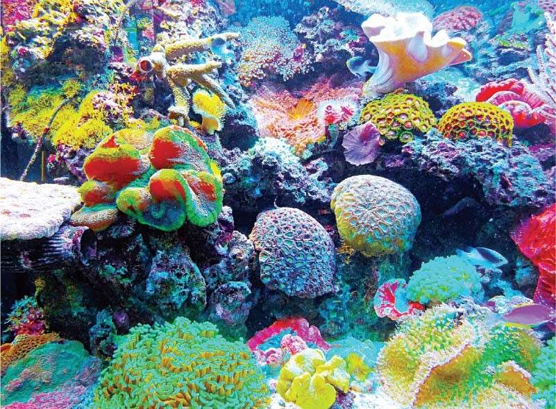 Récif corallien. puzzle en ligne