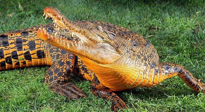 Oranje krokodil. legpuzzel online