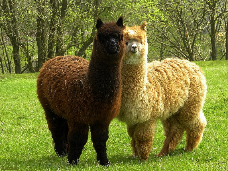 Twee Alpaca's. legpuzzel online