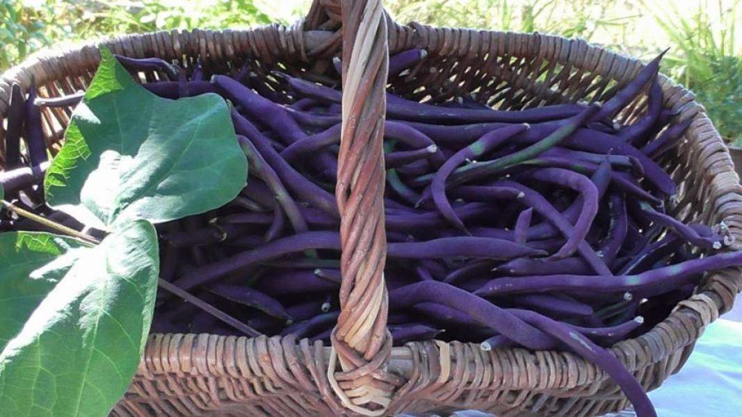 紫豆。 オンラインパズル