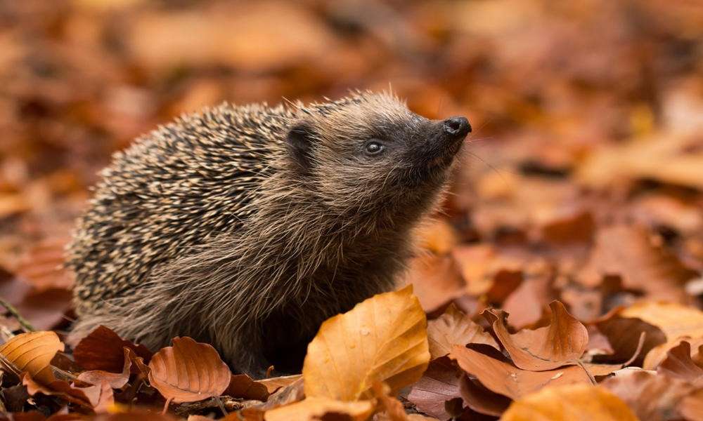 Hedgehog autumn season online puzzle