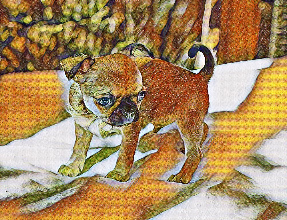 Chihuahua und Peinture Puzzlespiel online