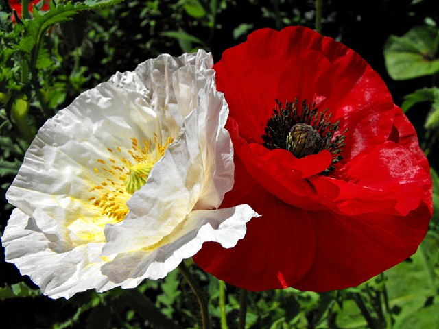 White-red poppies. online puzzle