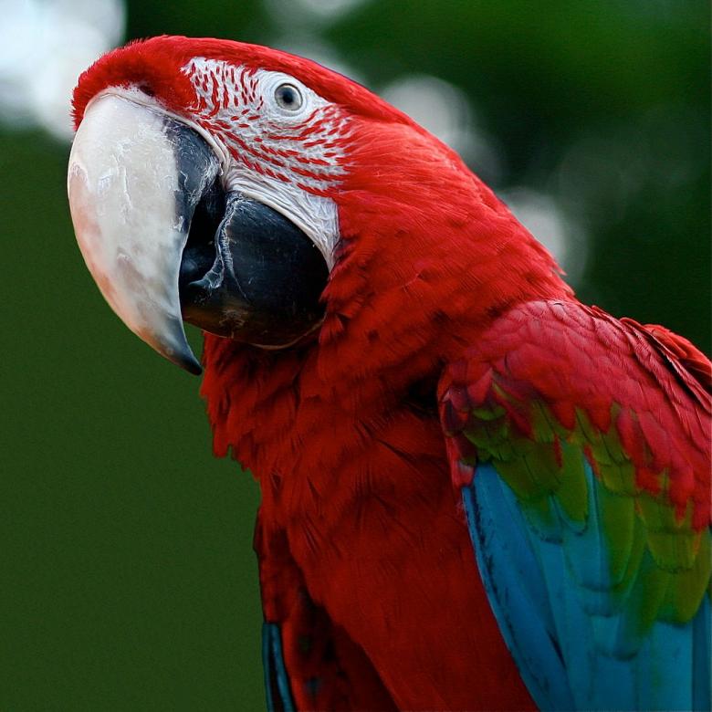 Papoušek s bílým zobákem. skládačky online