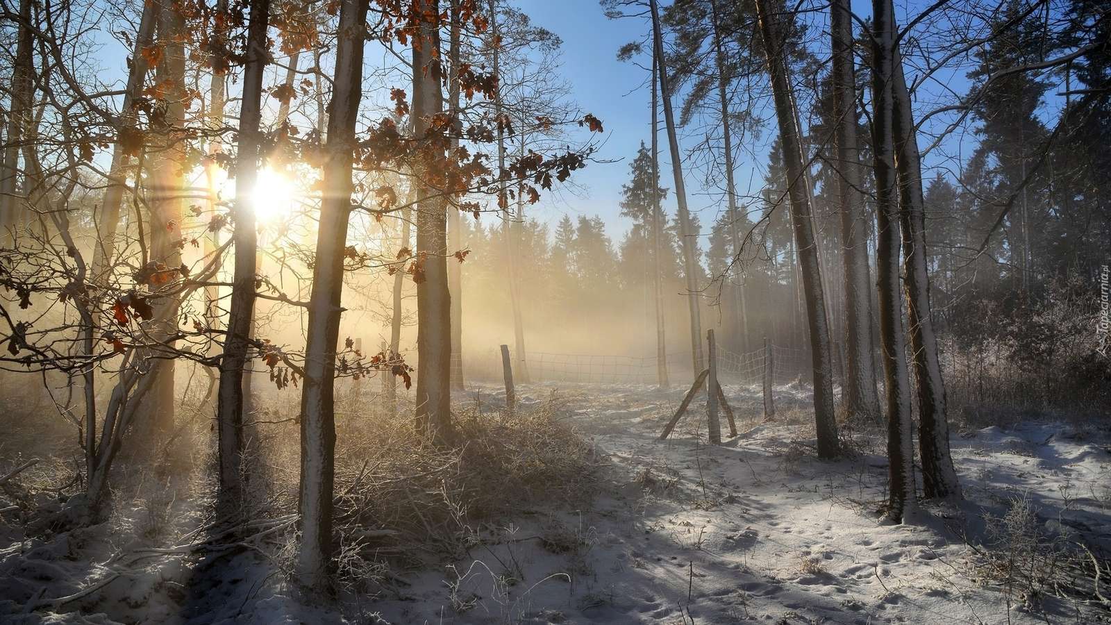 Misty morning in the forest online puzzle