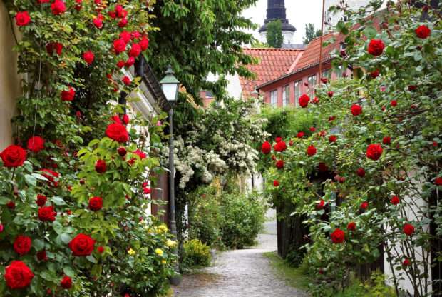 Rose alley. jigsaw puzzle online