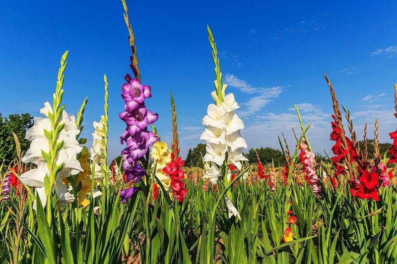 Mångfärgad gladiolus. Pussel online