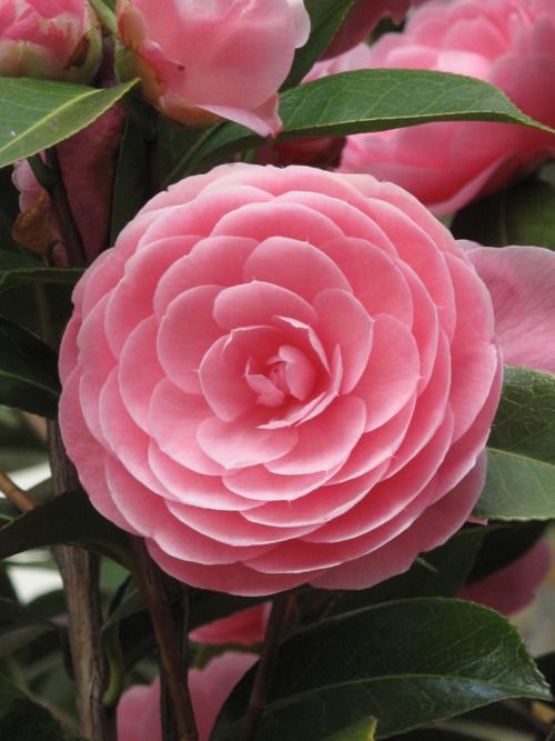 Pink Camellia. online puzzle
