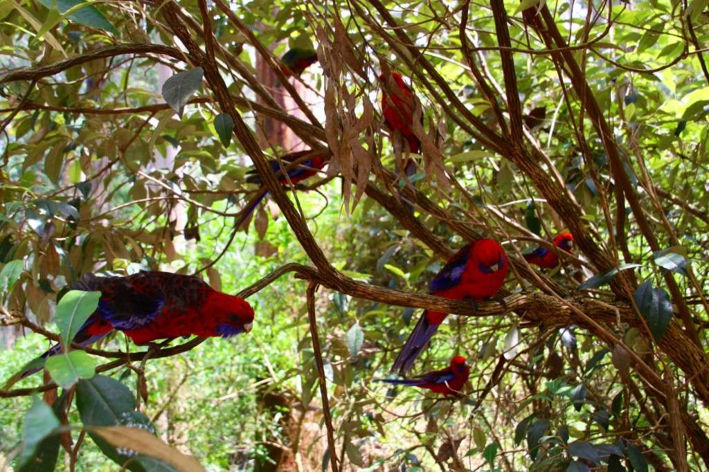 Австралийски птици. онлайн пъзел