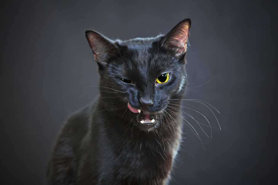 Gatito negro rompecabezas en línea