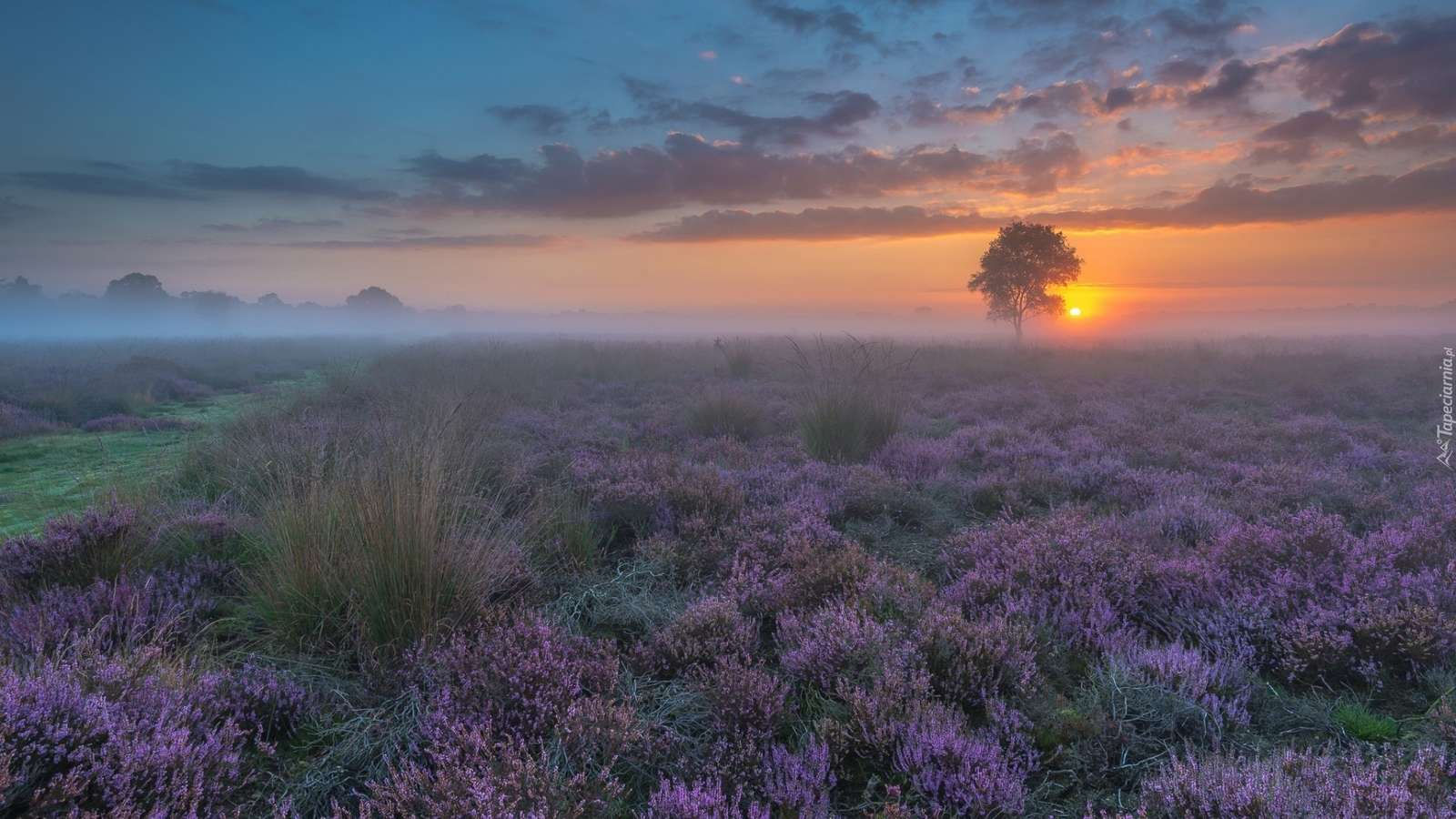 Heath in the mist jigsaw puzzle online