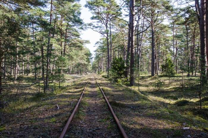 Järnvägsspår i skogen. Pussel online