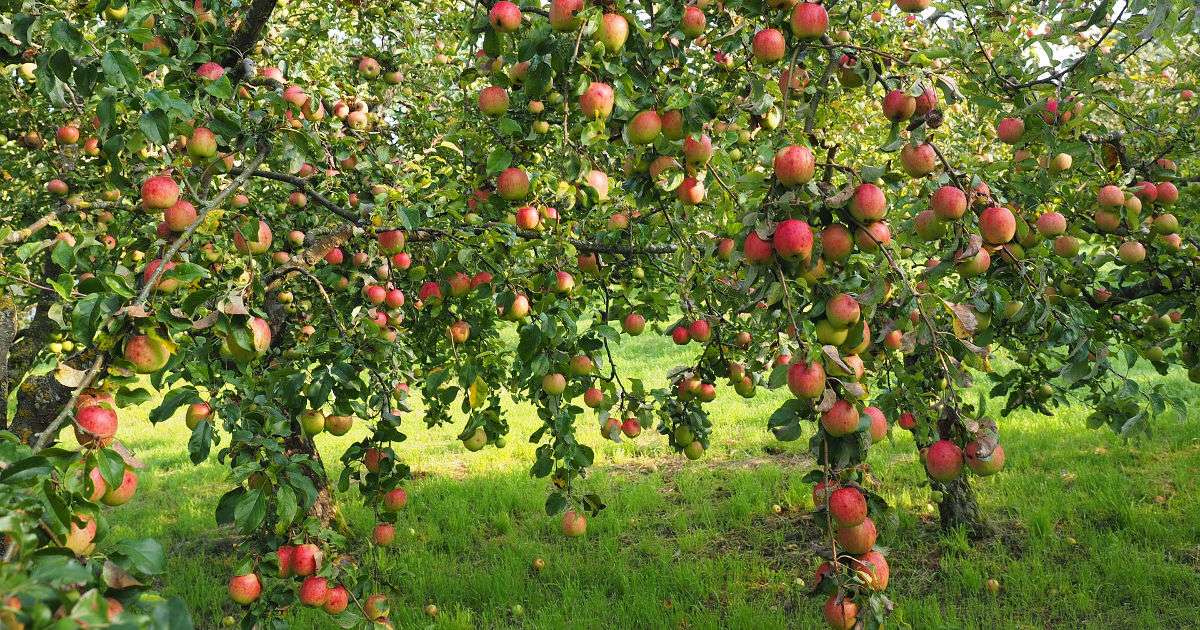 Äpfel im Obstgarten. Puzzlespiel online