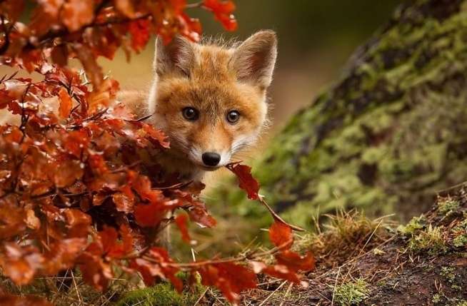 Young fox. online puzzle