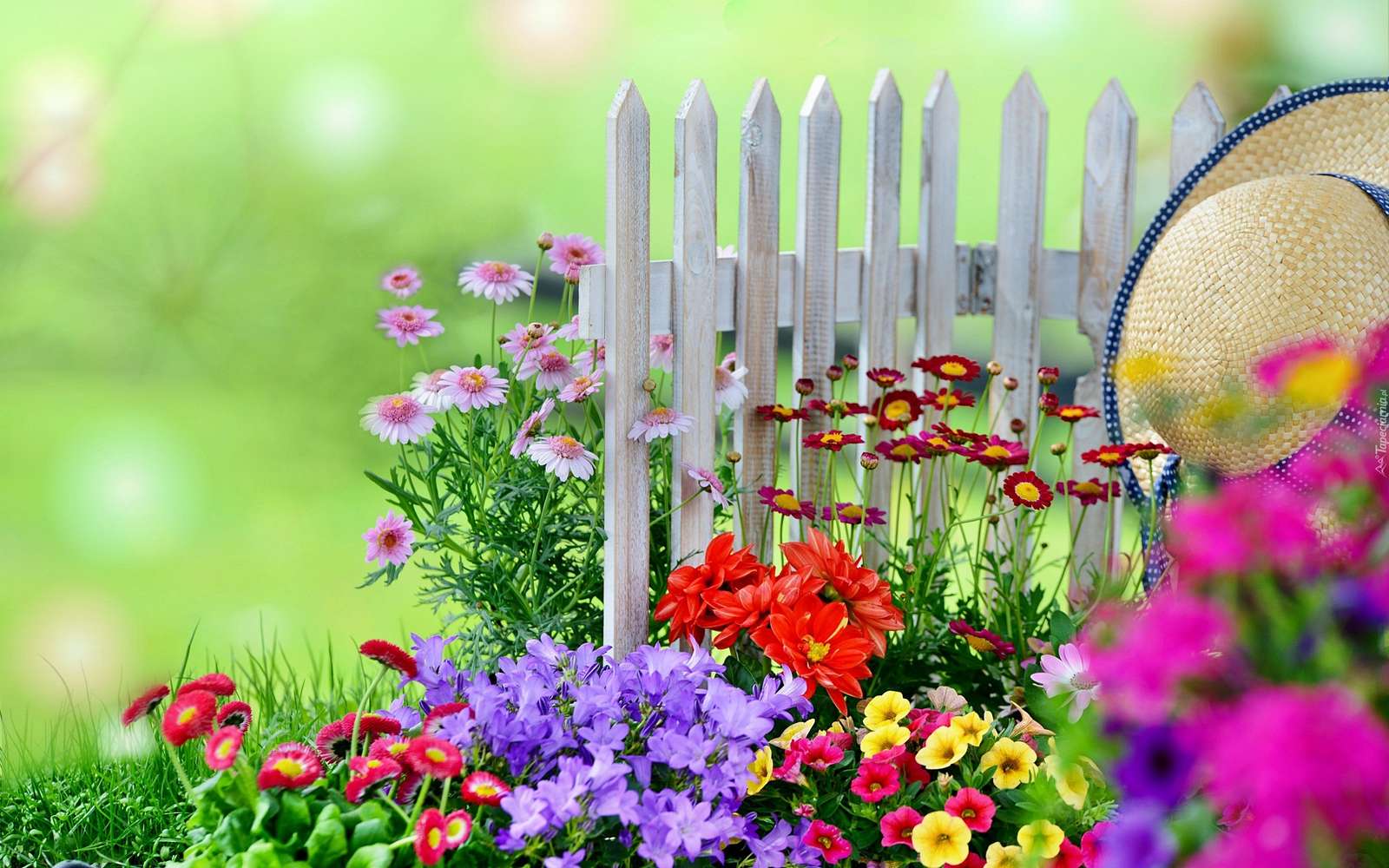 Flowers in the garden. jigsaw puzzle