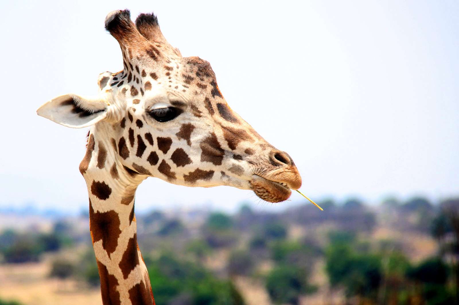 Ett porträtt av en giraff pussel på nätet