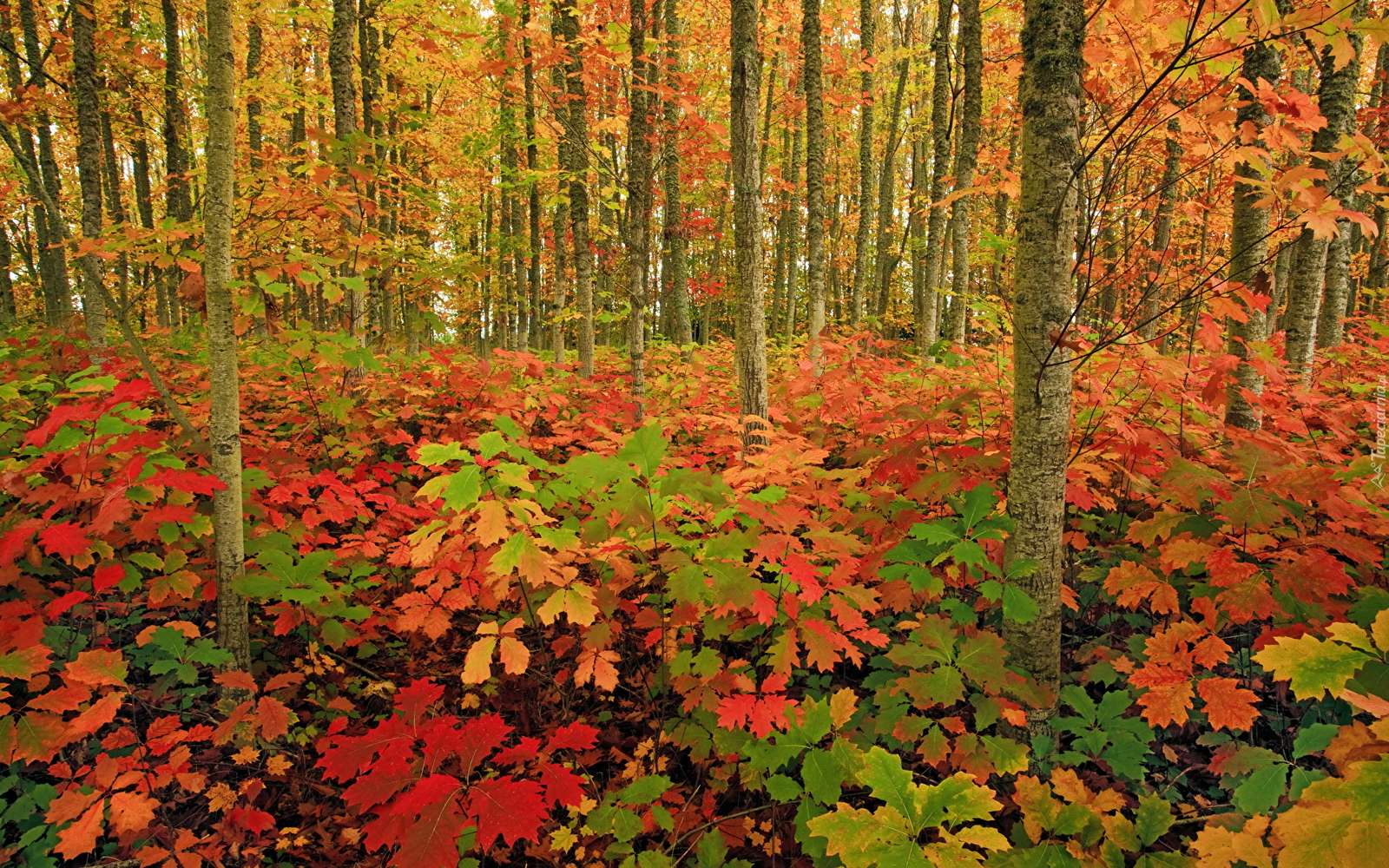 podzimní les skládačky online