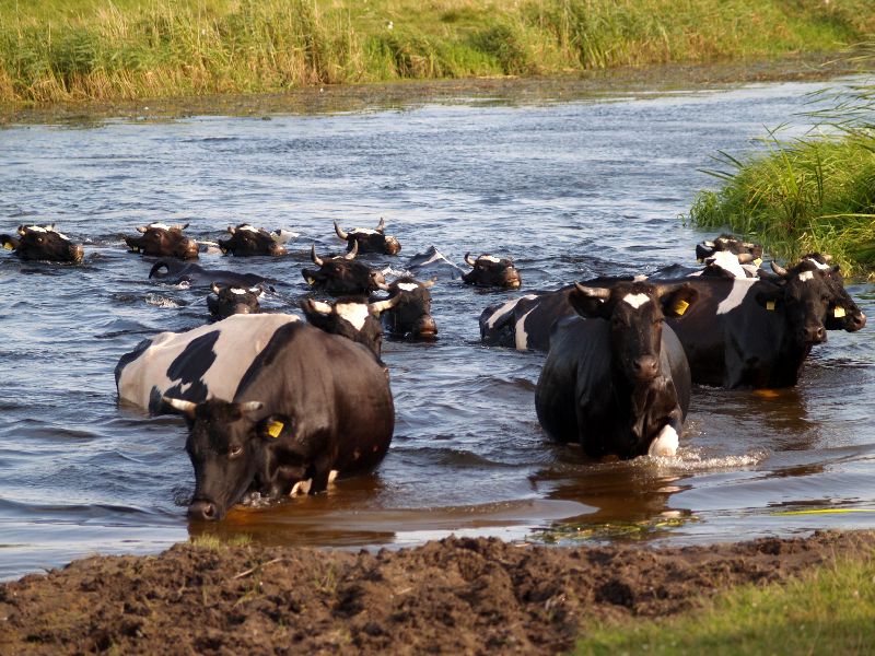 Къпане на крави. онлайн пъзел