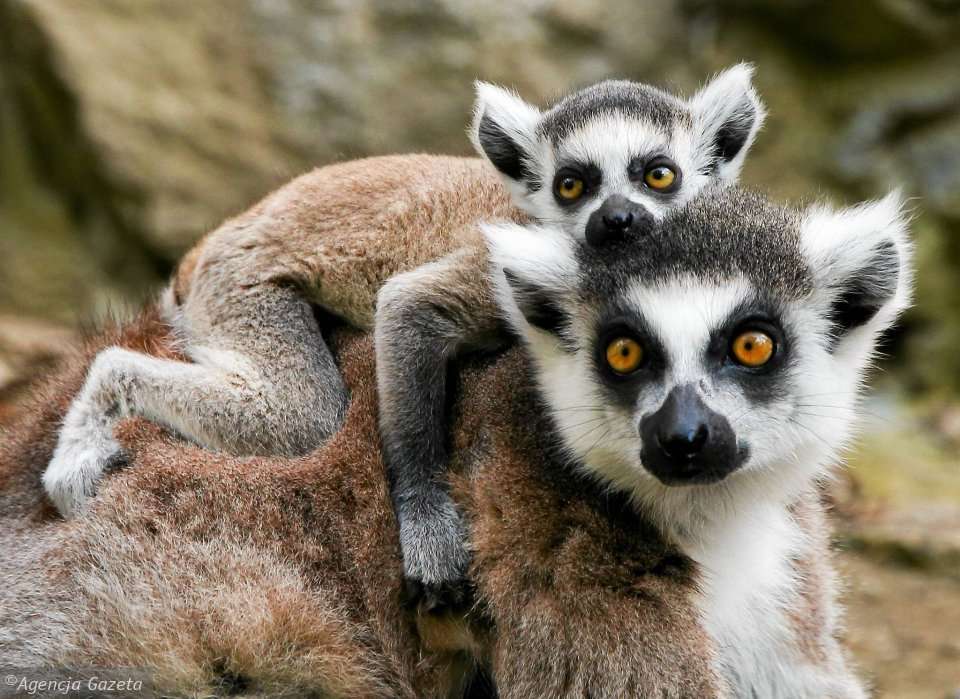 Der Lemur ist groß und noch gr Puzzlespiel online