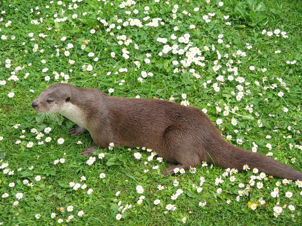 otter in the meadow jigsaw puzzle online