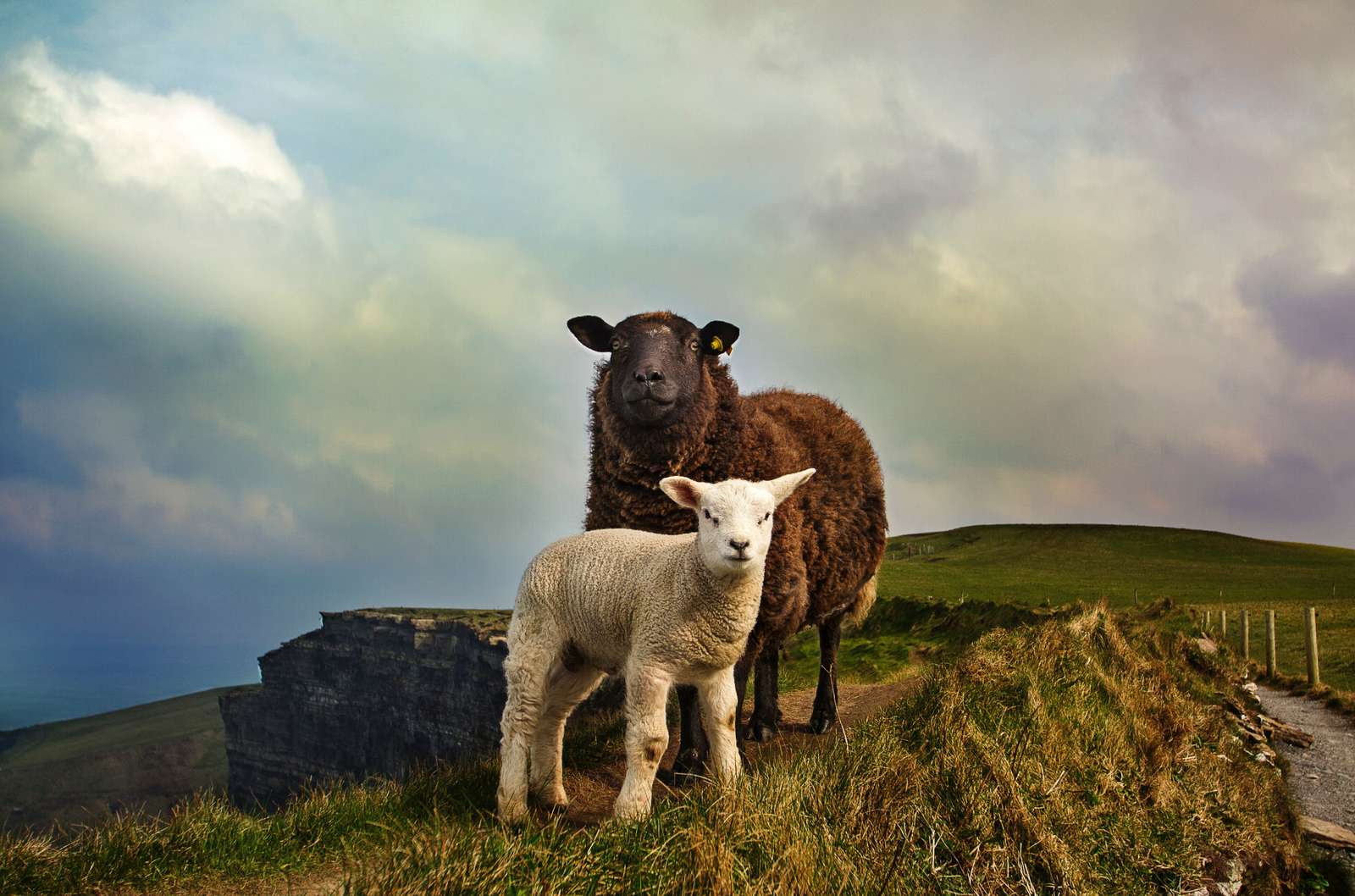 Πρόβατα - το πρώτο κατοικίδιο online παζλ
