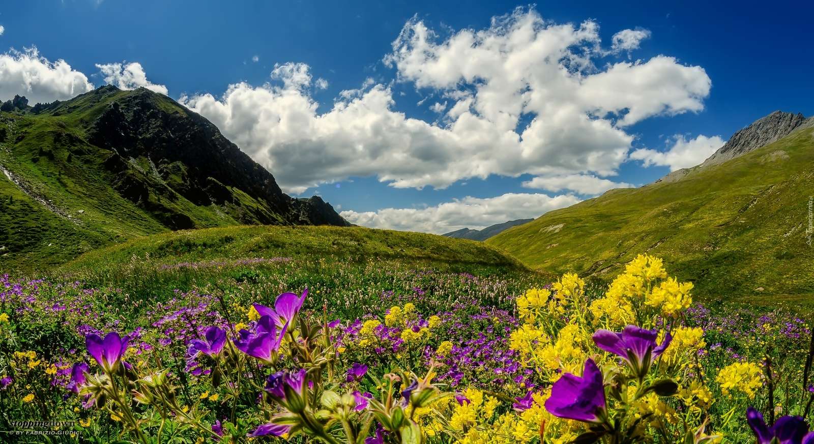 flores em um prado de montanha quebra-cabeças online