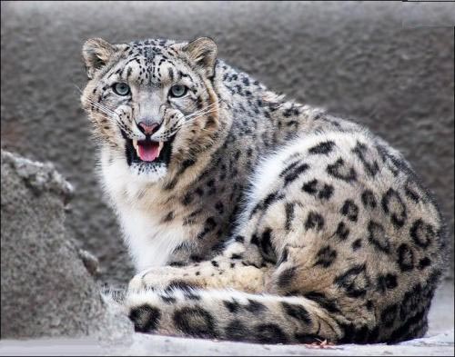 λεοπάρδαλη χιονιού online παζλ