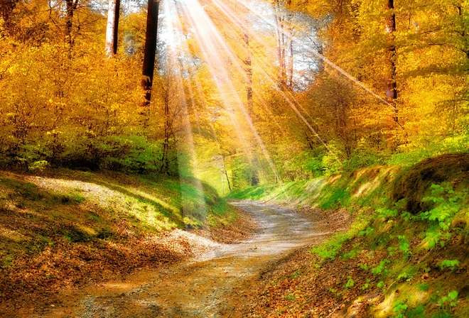 Sonne im Herbstwald. Puzzlespiel online