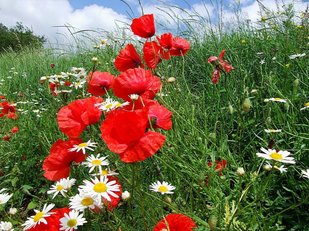 Poppies in the meadow. online puzzle
