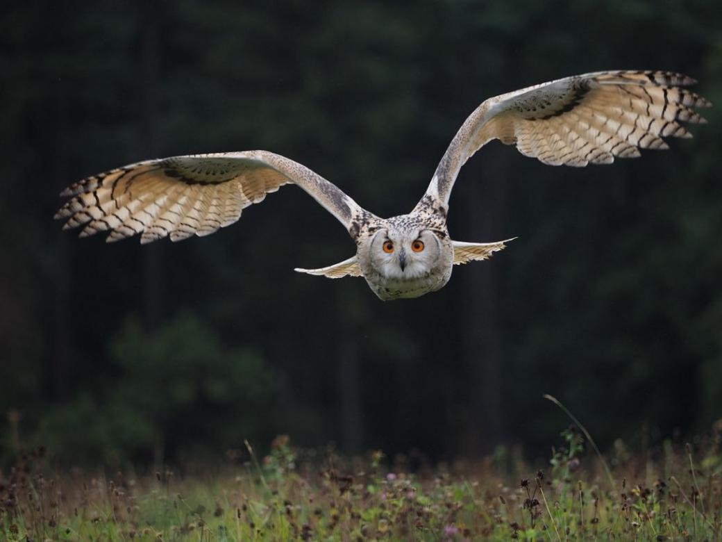 Owl in flight. jigsaw puzzle online