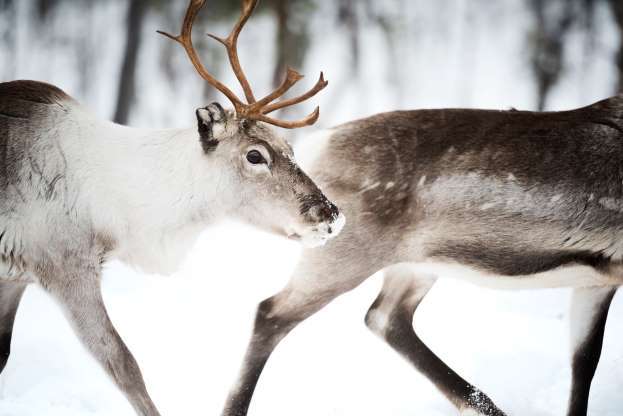 Arctic reindeer jigsaw puzzle online