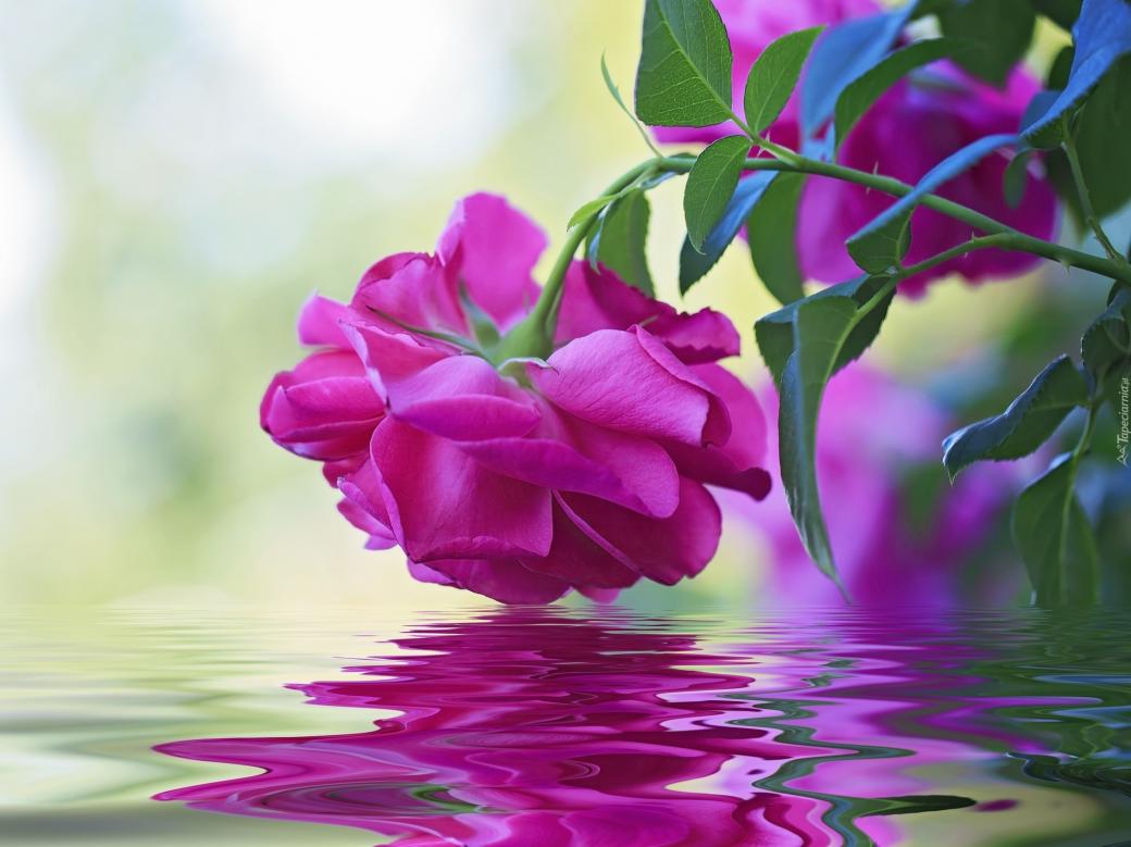 Trandafir purpuriu puzzle online