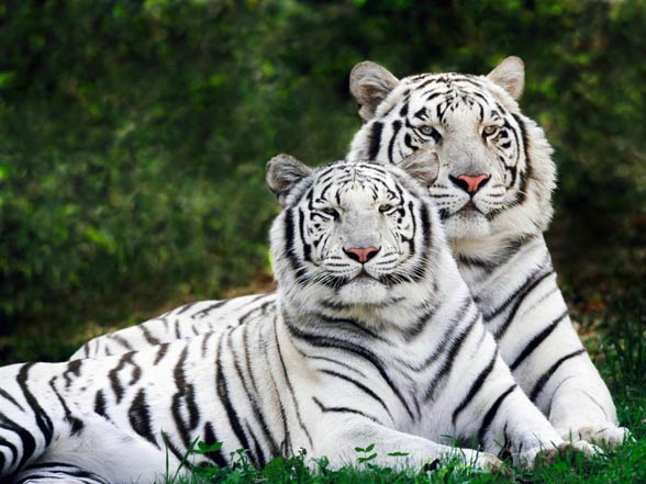 Tigres de neve. quebra-cabeças online