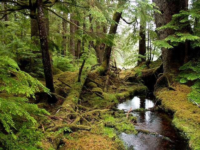 Foresta boreale (taiga). puzzle online