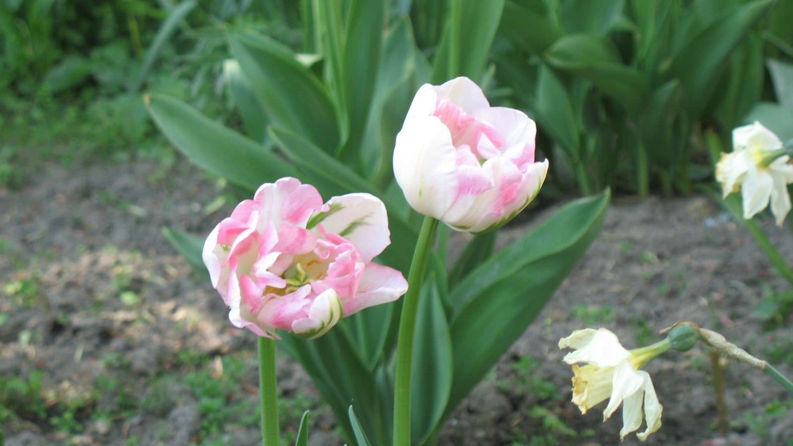 Monde des tulipes. puzzle en ligne