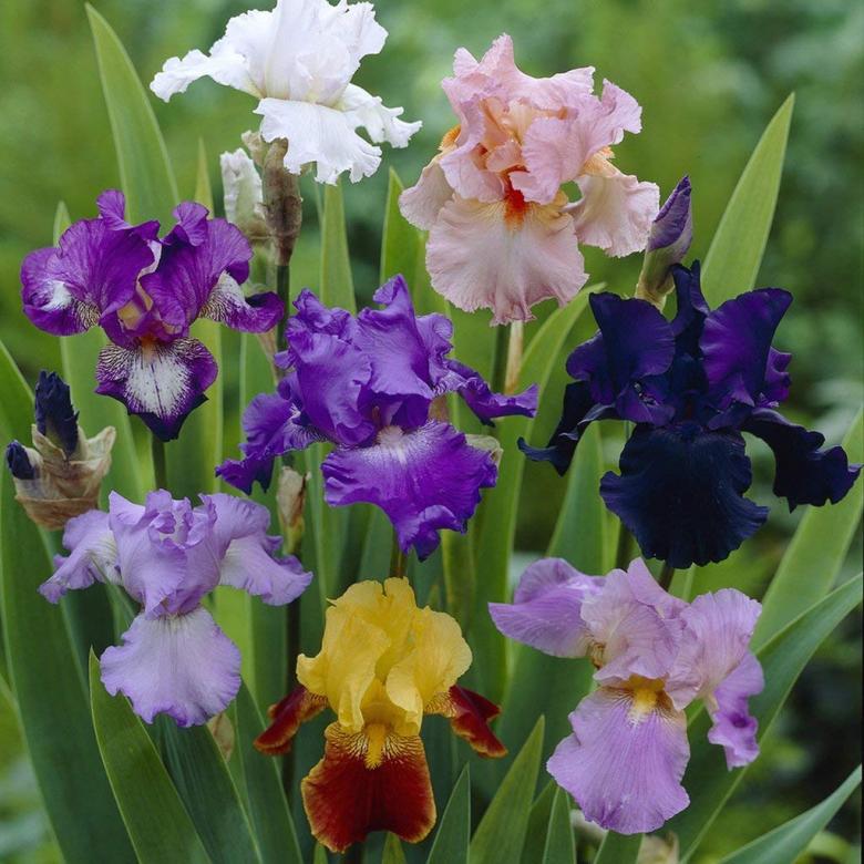 Färgglada iris. pussel på nätet