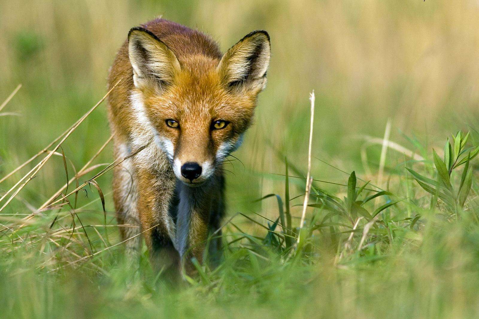 κόκκινη αλεπού στο λιβάδι online παζλ