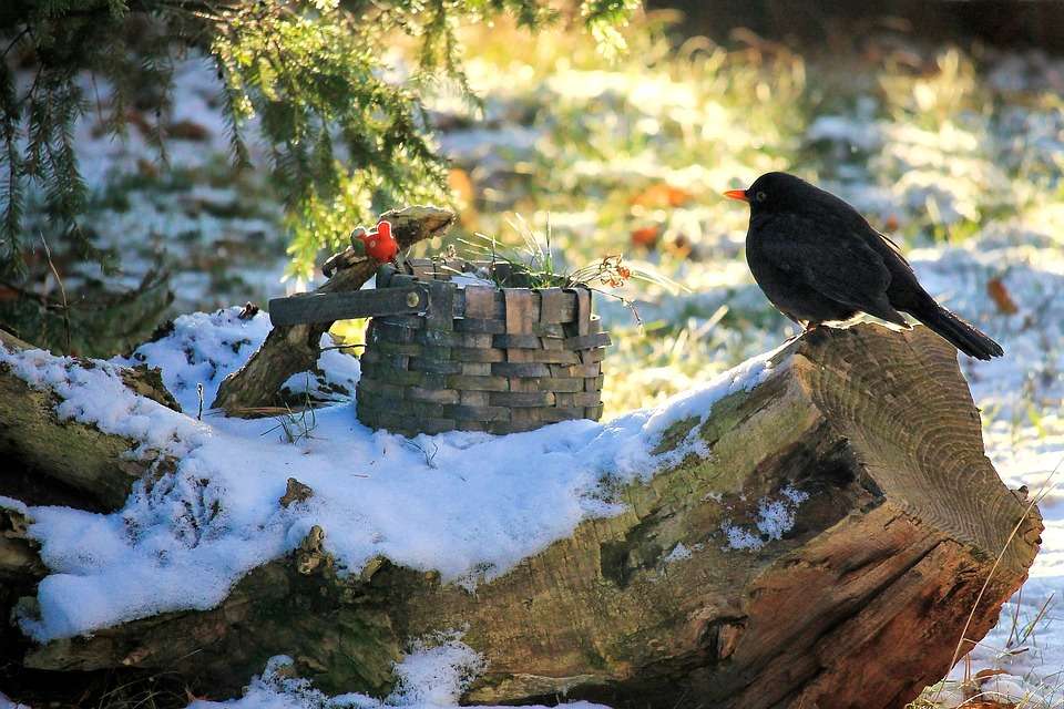 Oiseau dans le jardin d'hiver. puzzle en ligne