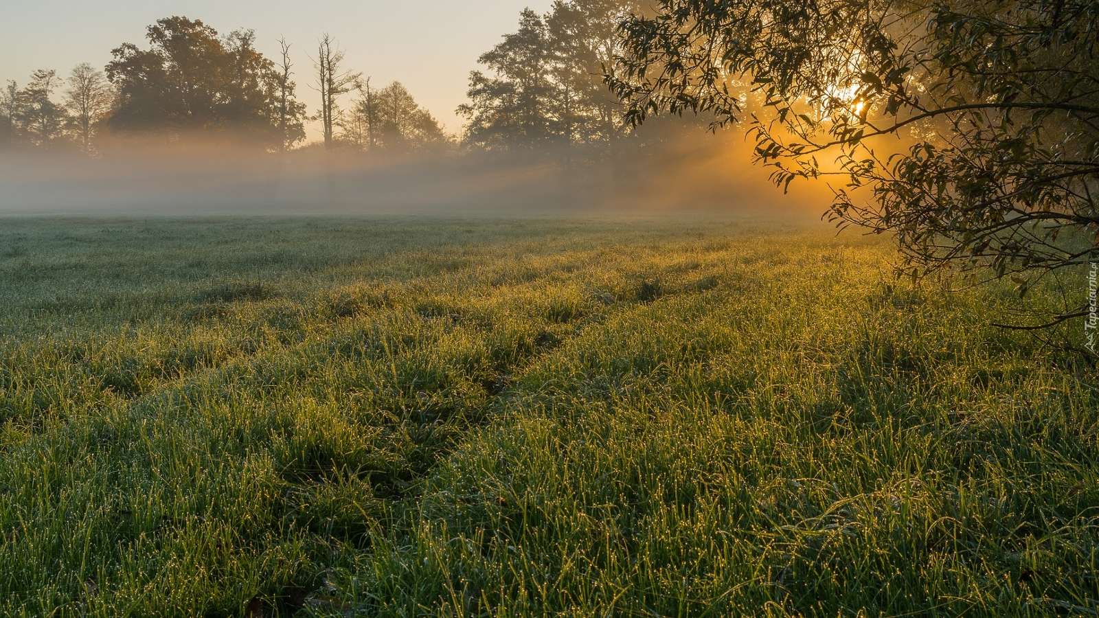 Morning in the meadow online puzzle