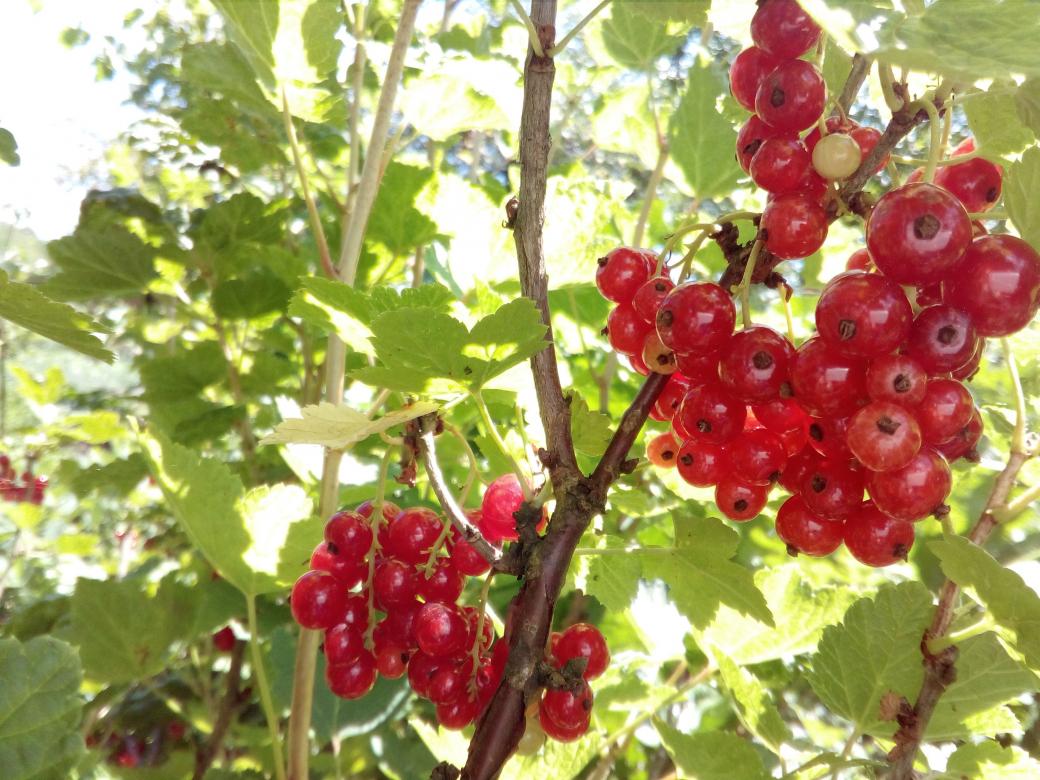 red currant jigsaw puzzle online
