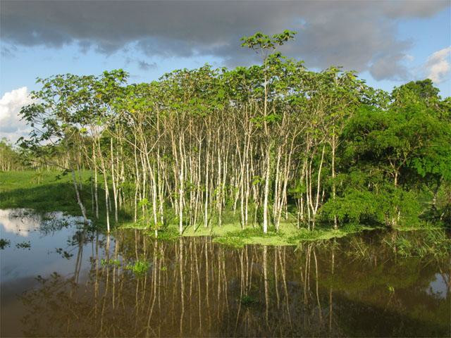 Amazonia legpuzzel online