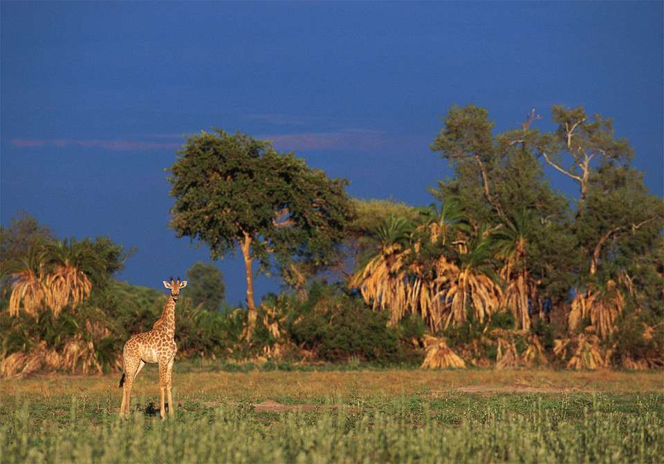 Serengeti, parc national puzzle en ligne
